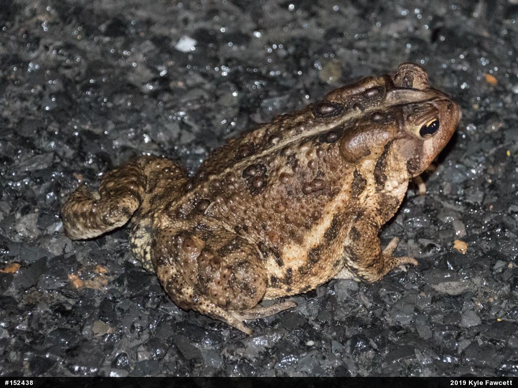 Eastern American Toad