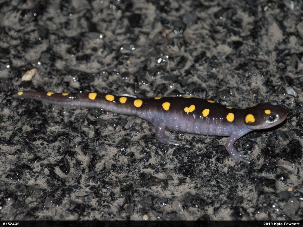 Spotted Salamander