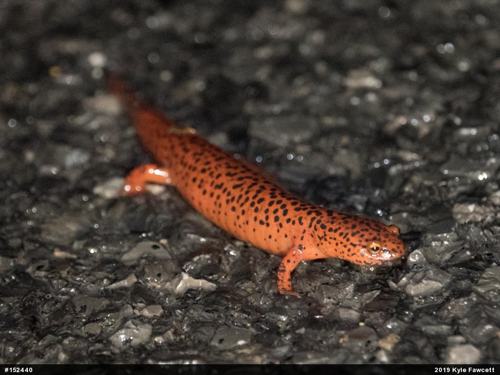Northern Red Salamander