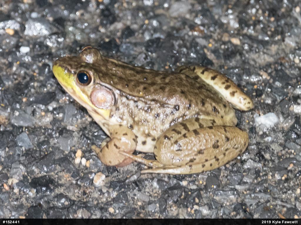 Green Frog