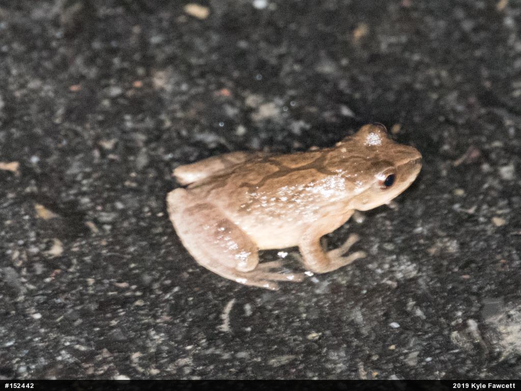 Spring Peeper