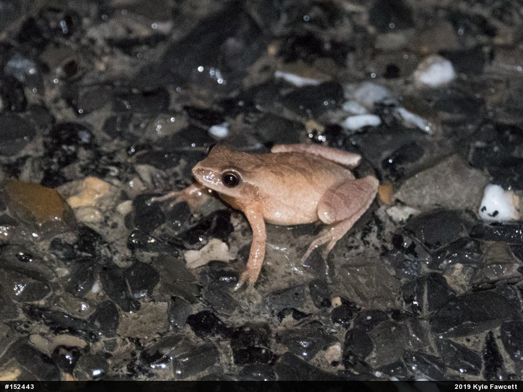 Spring Peeper