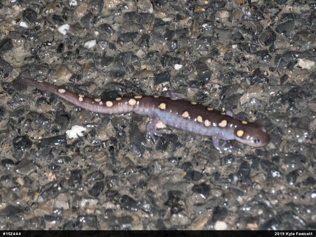 Spotted Salamander