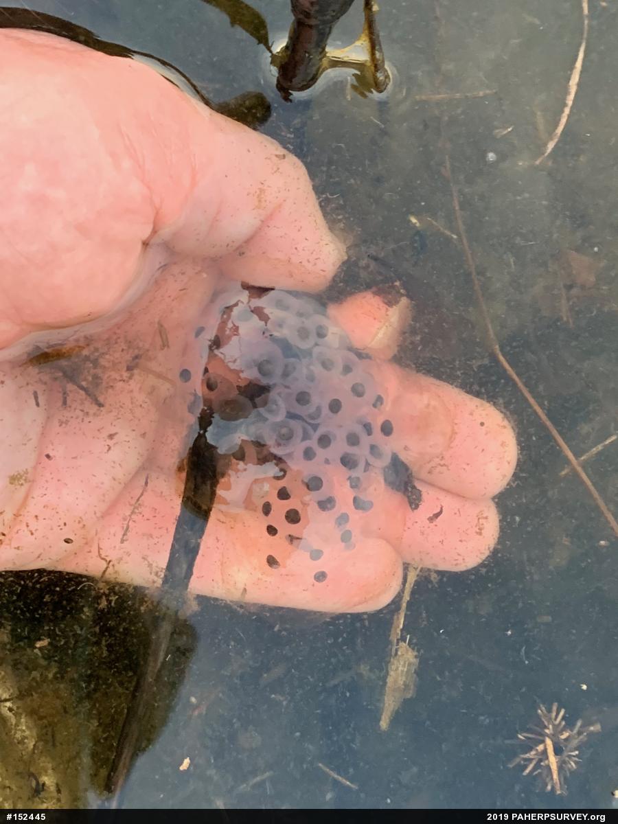 Spotted Salamander