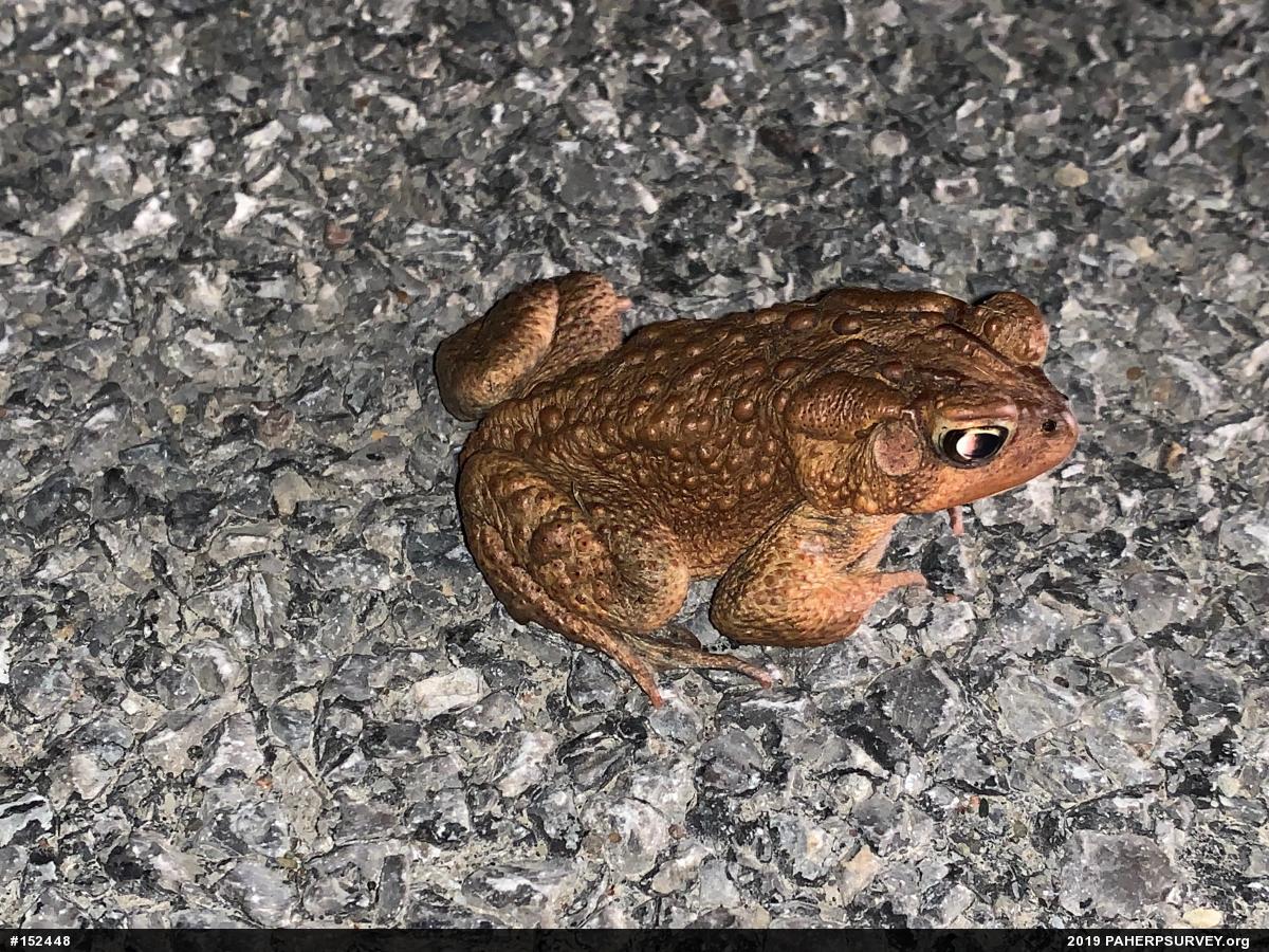 Eastern American Toad