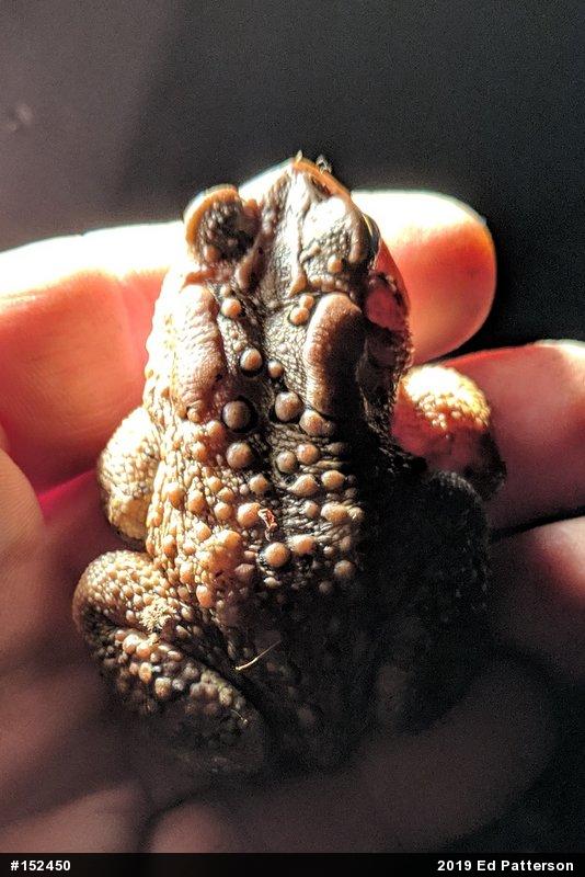 Eastern American Toad
