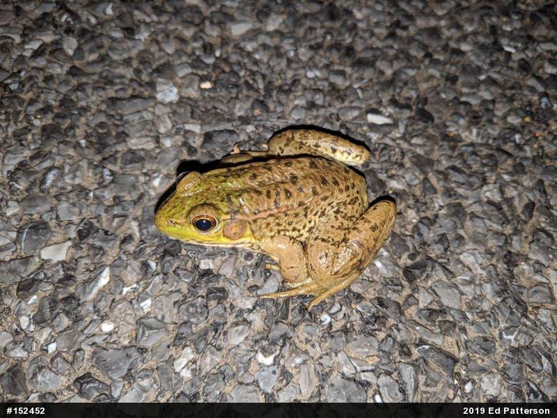 Green Frog