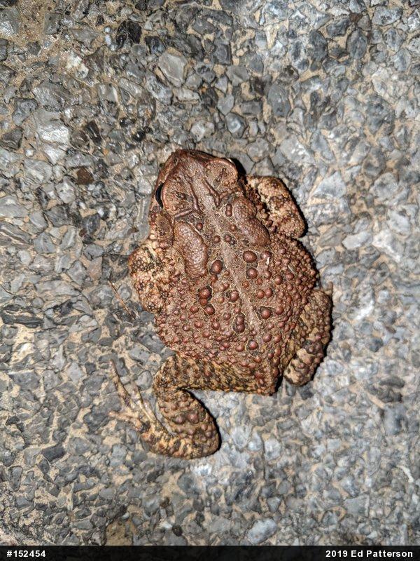 Eastern American Toad
