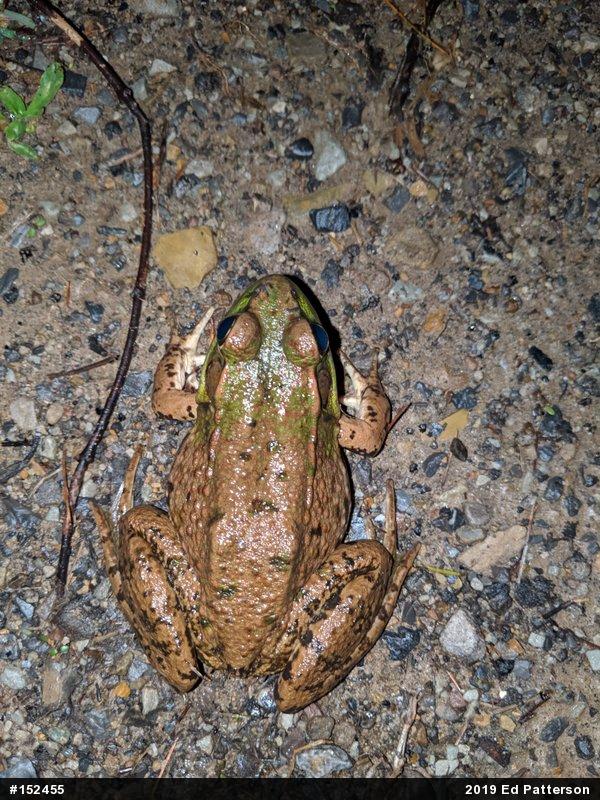 Green Frog