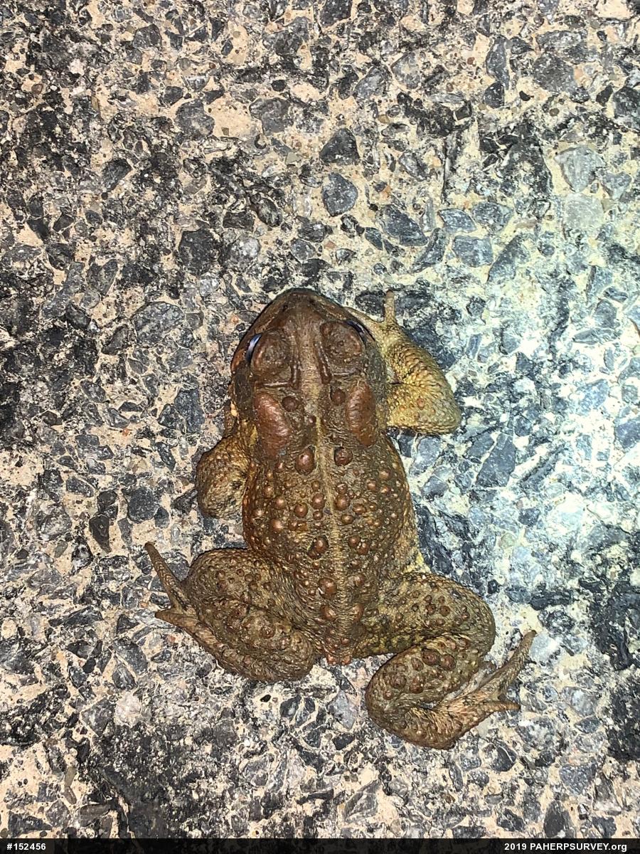 Eastern American Toad