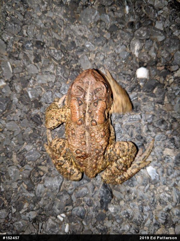 Eastern American Toad