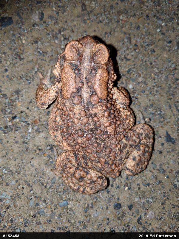 Eastern American Toad