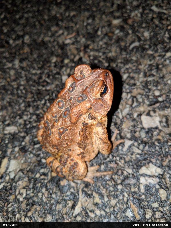 Eastern American Toad