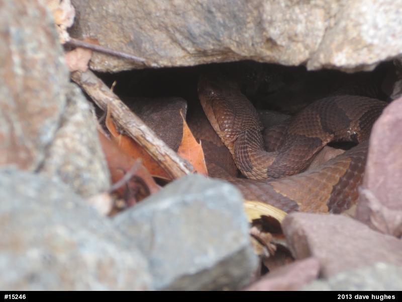 Northern Copperhead