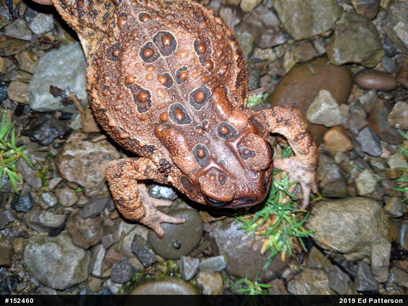 Eastern American Toad
