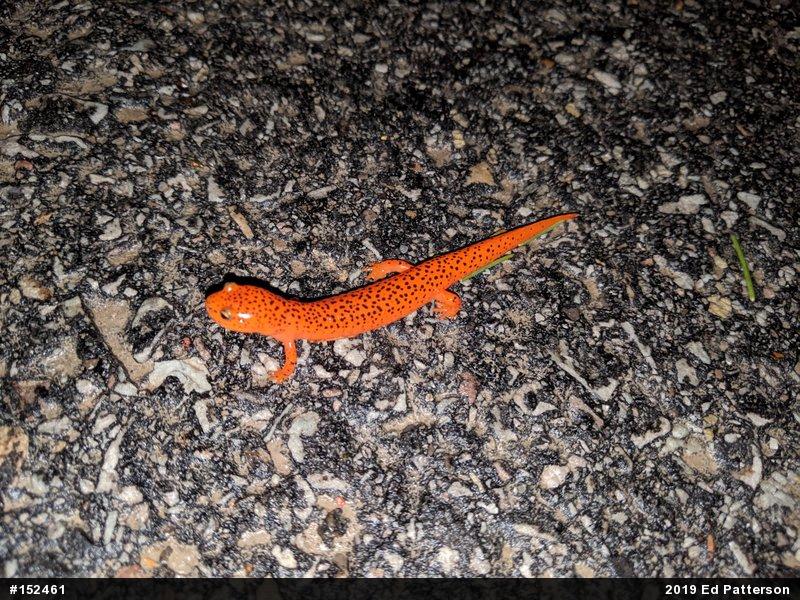 Northern Red Salamander