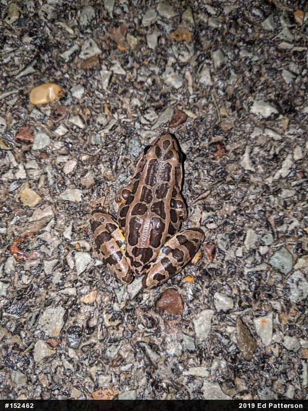 Pickerel Frog