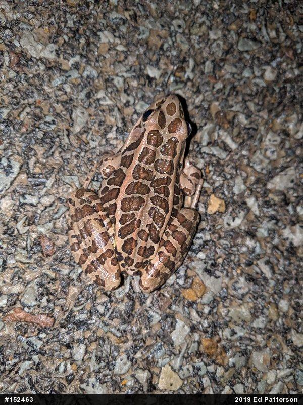 Pickerel Frog