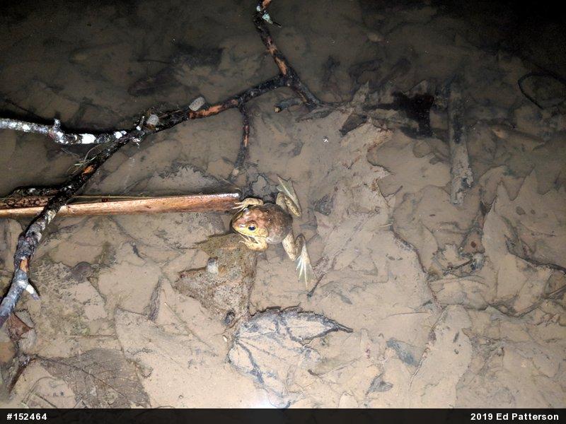American Bullfrog
