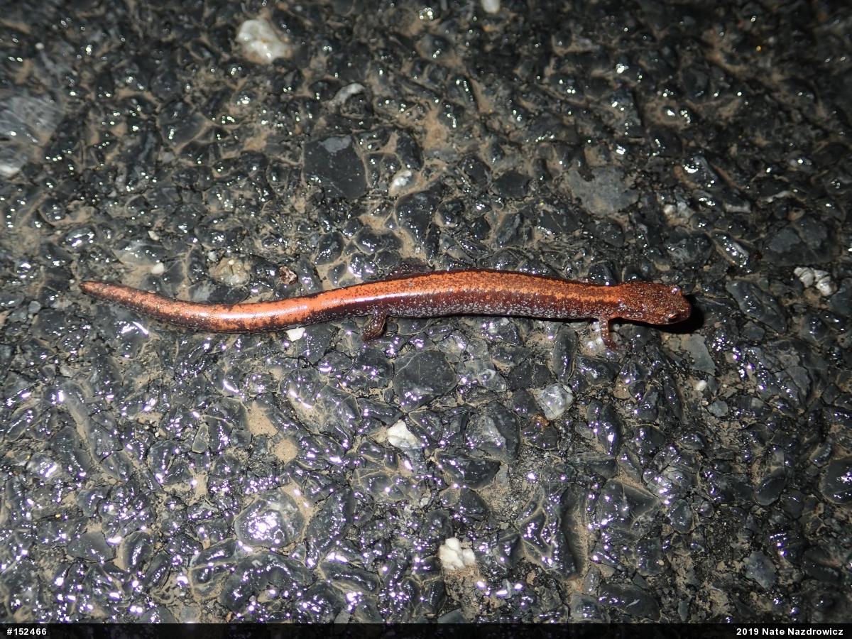 Eastern Red-backed  Salamander