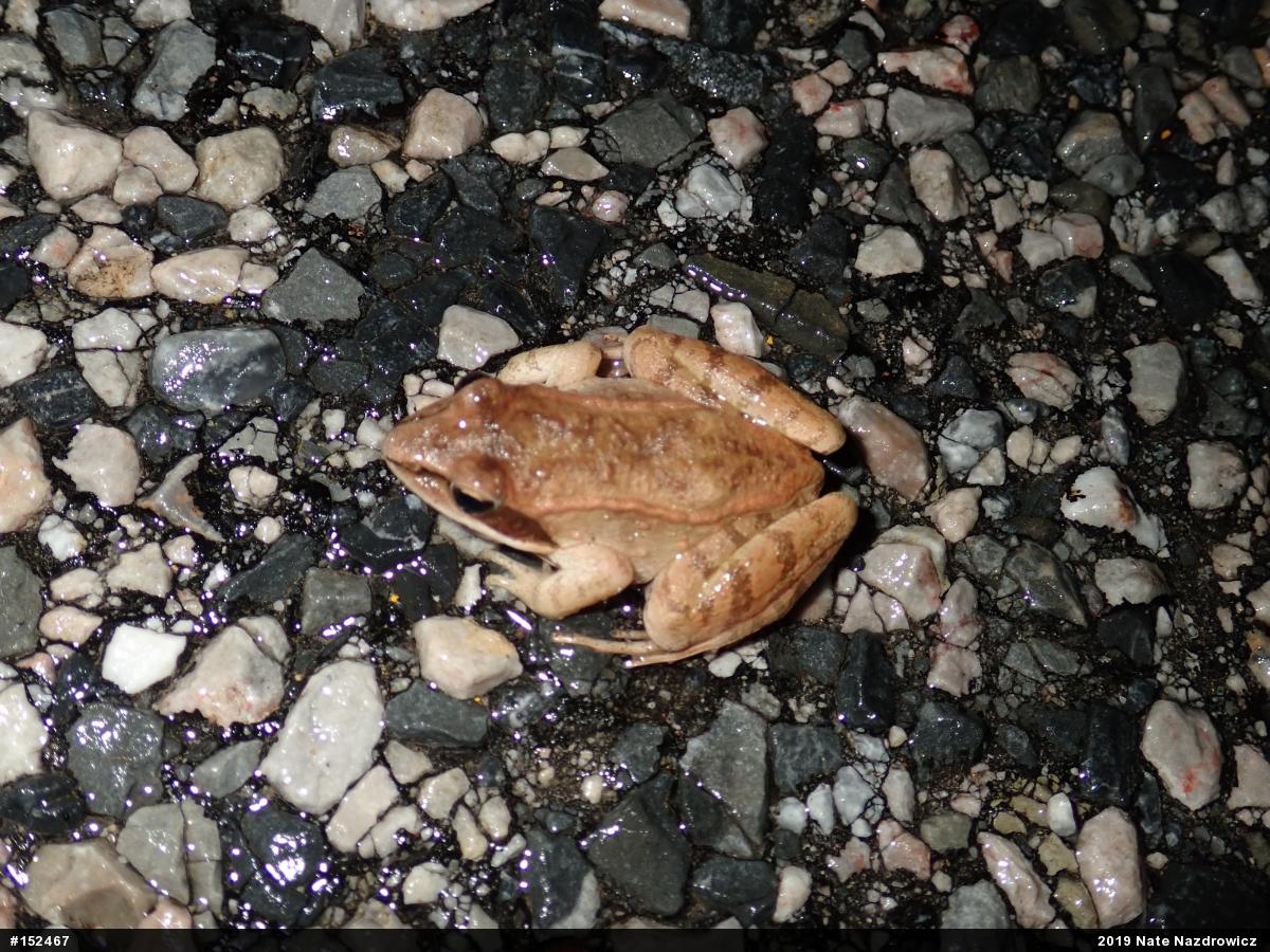 Wood Frog