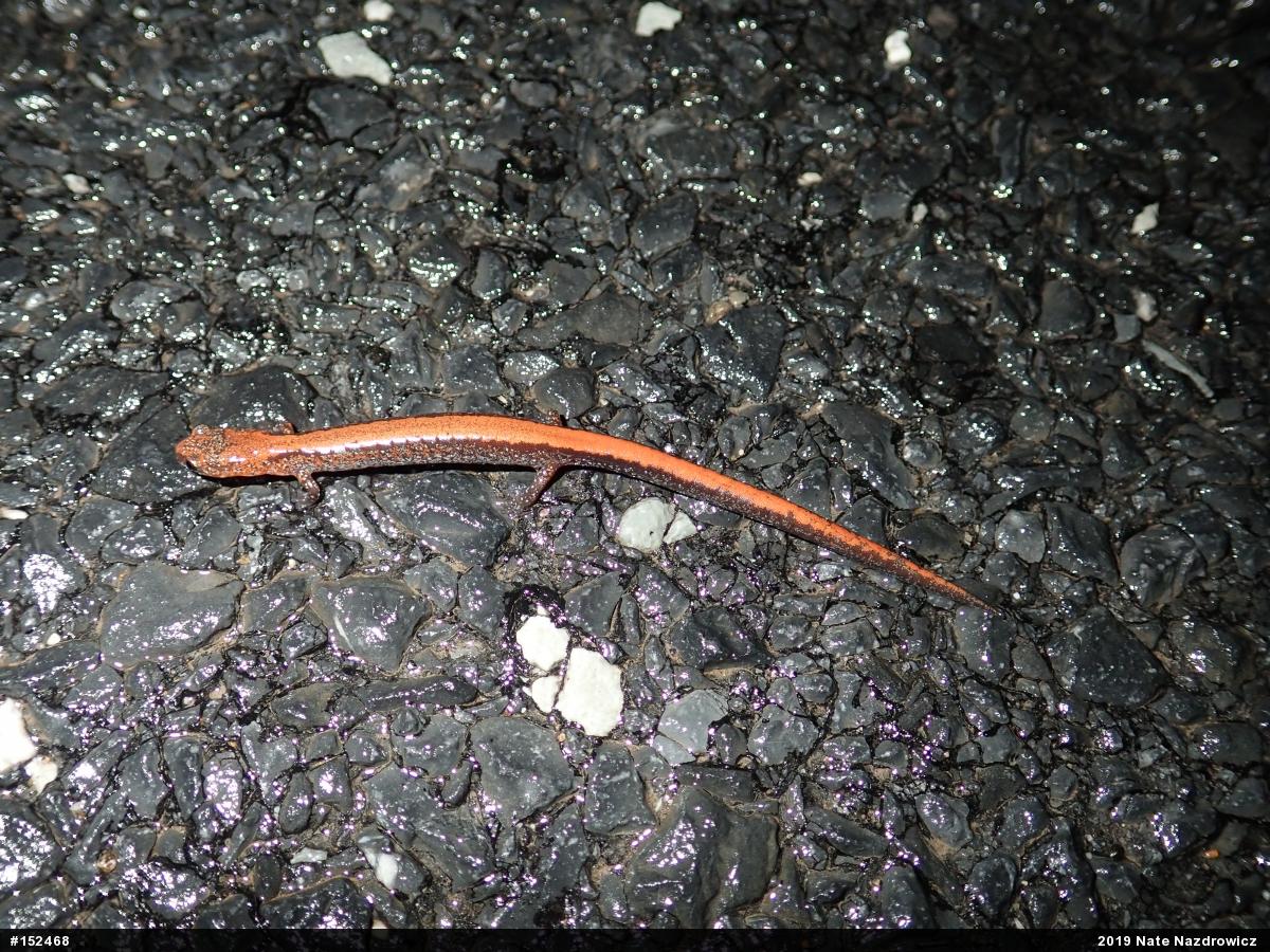 Eastern Red-backed  Salamander