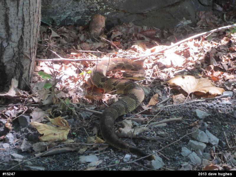 Timber Rattlesnake