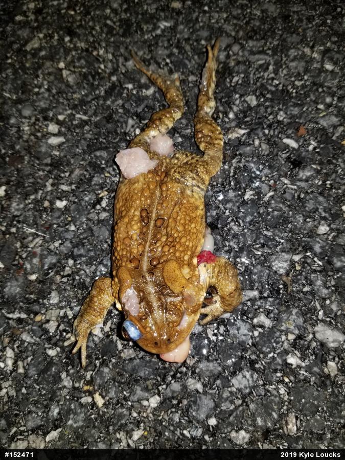 Eastern American Toad