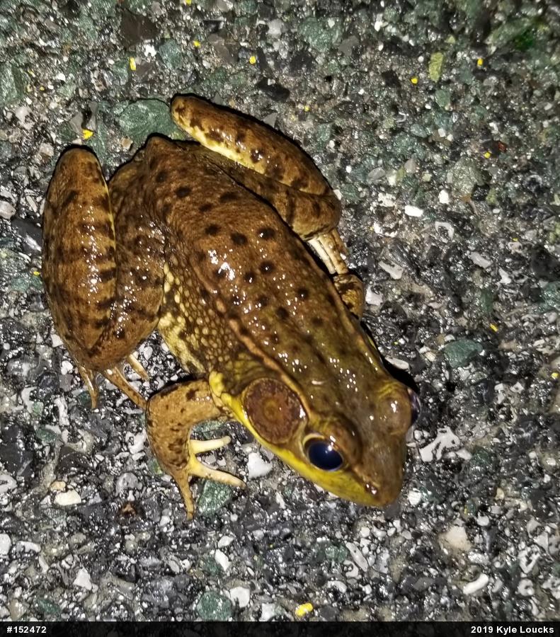 Green Frog