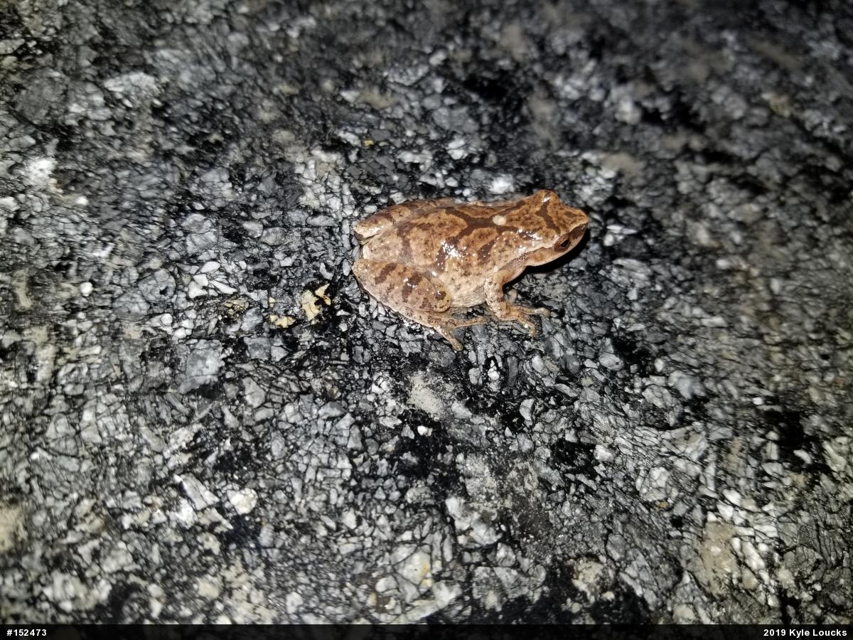 Spring Peeper