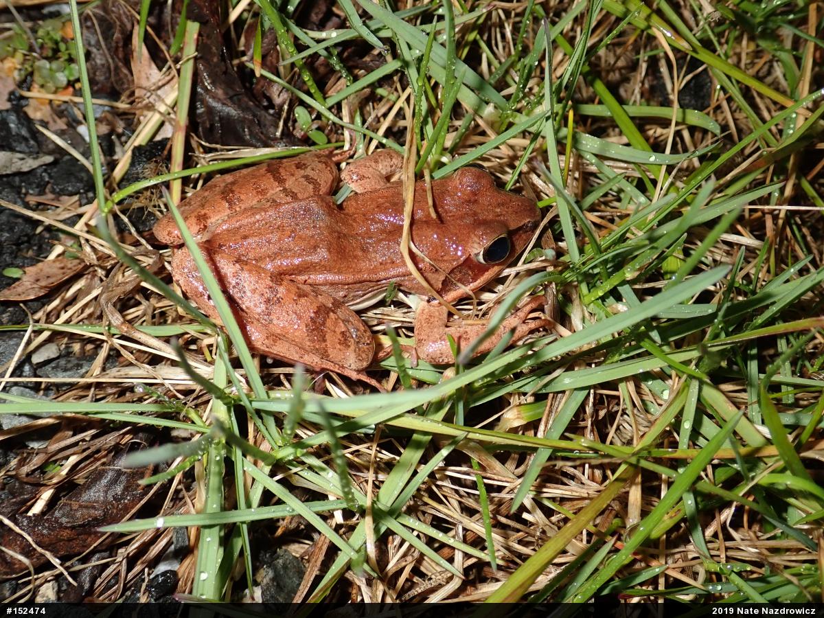 Wood Frog