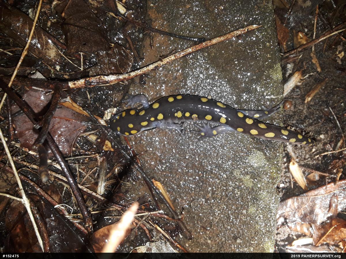 Spotted Salamander