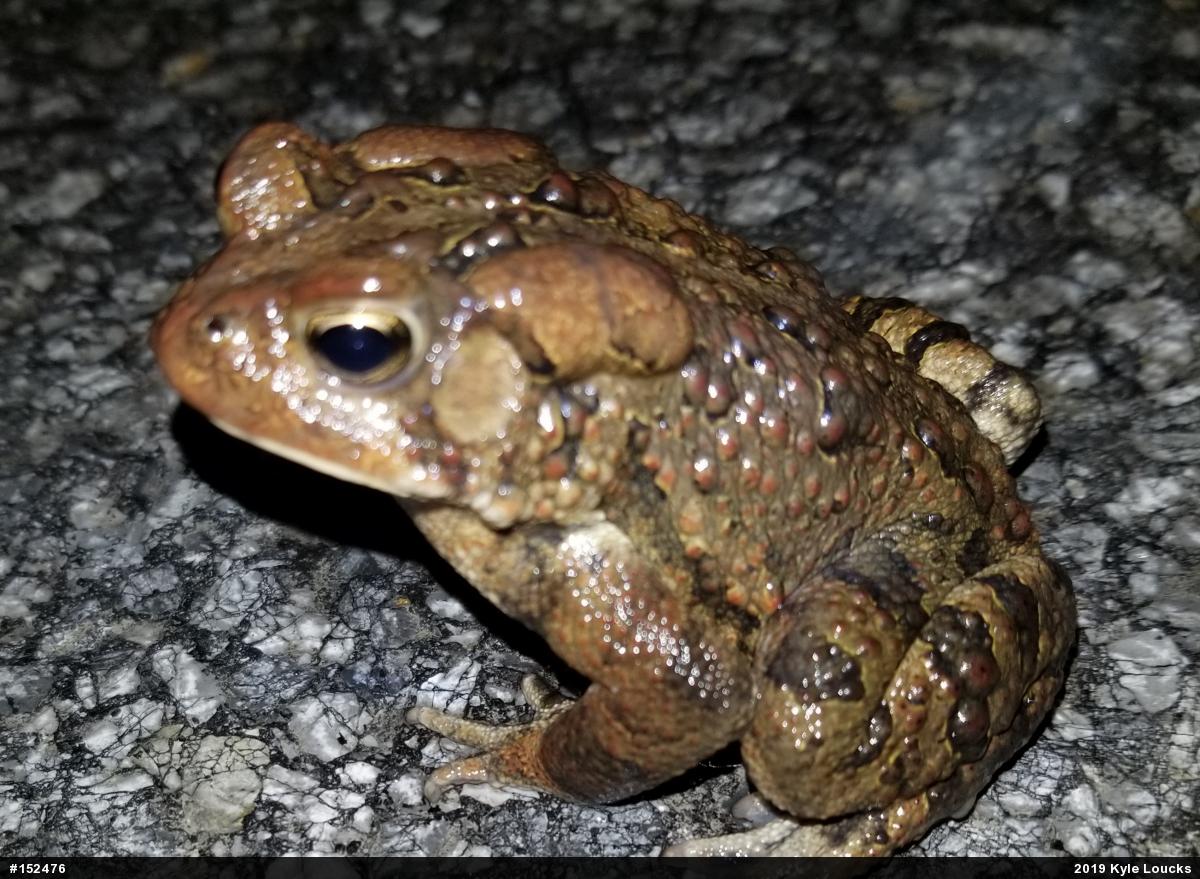 Eastern American Toad