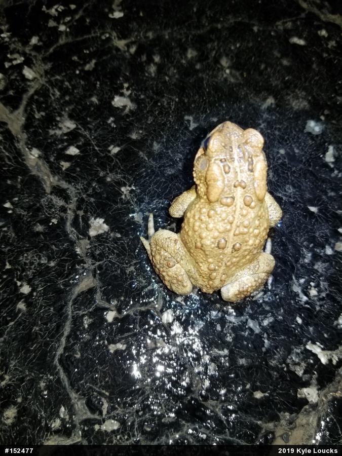 Eastern American Toad