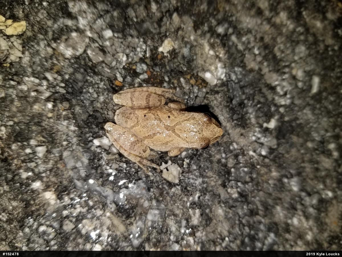 Spring Peeper