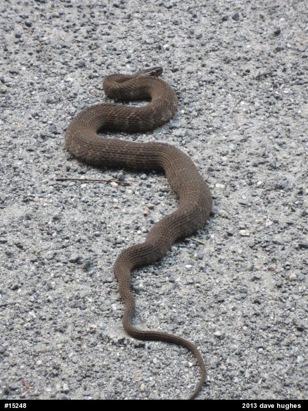 Northern Watersnake