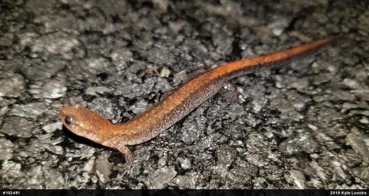 Eastern Red-backed  Salamander