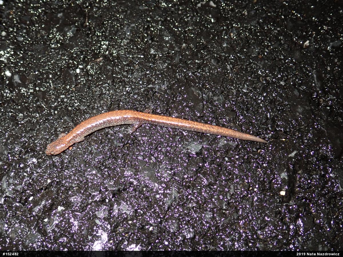 Eastern Red-backed  Salamander