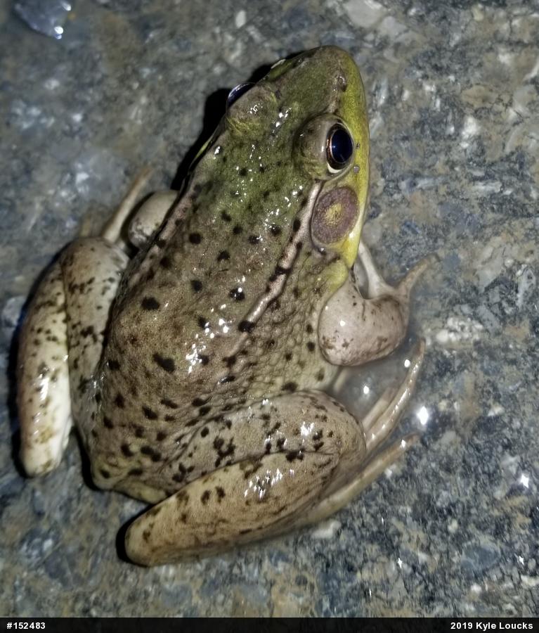 Green Frog
