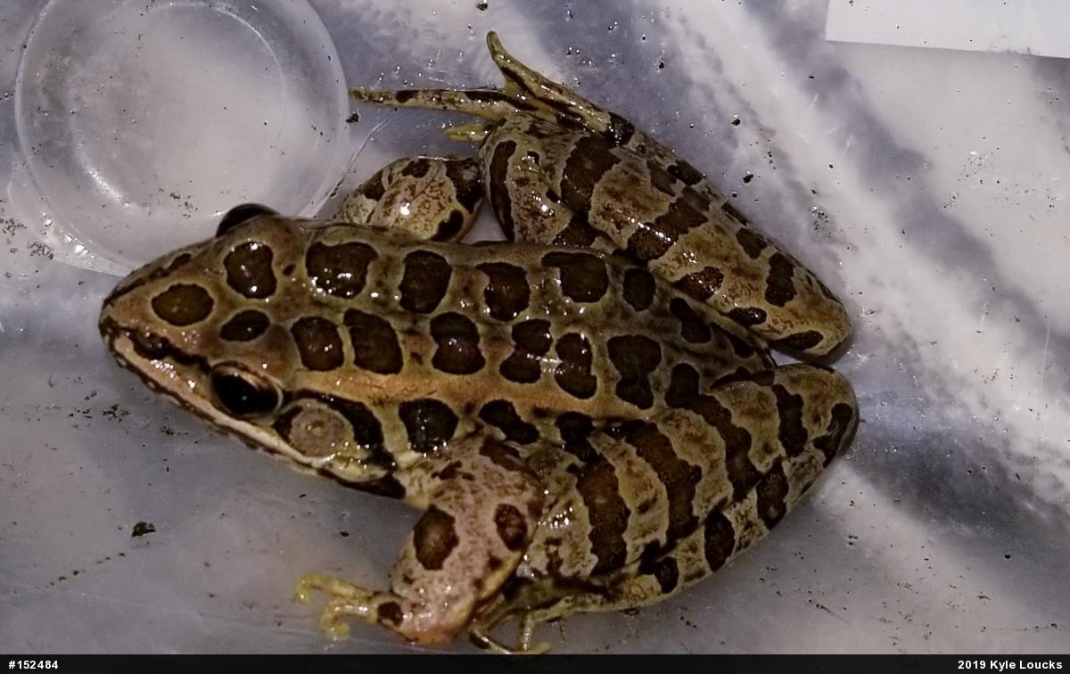 Pickerel Frog