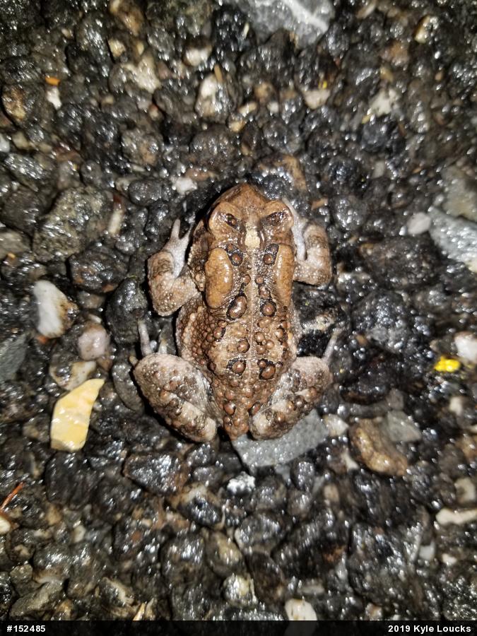 Eastern American Toad