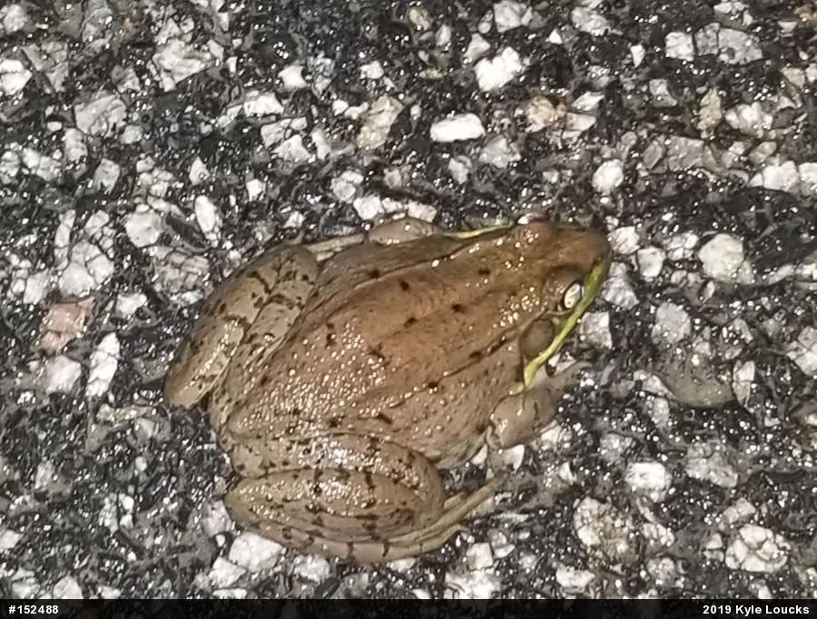 Green Frog
