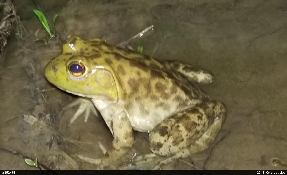 American Bullfrog