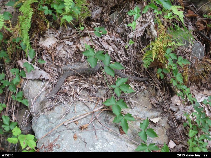 Northern Watersnake