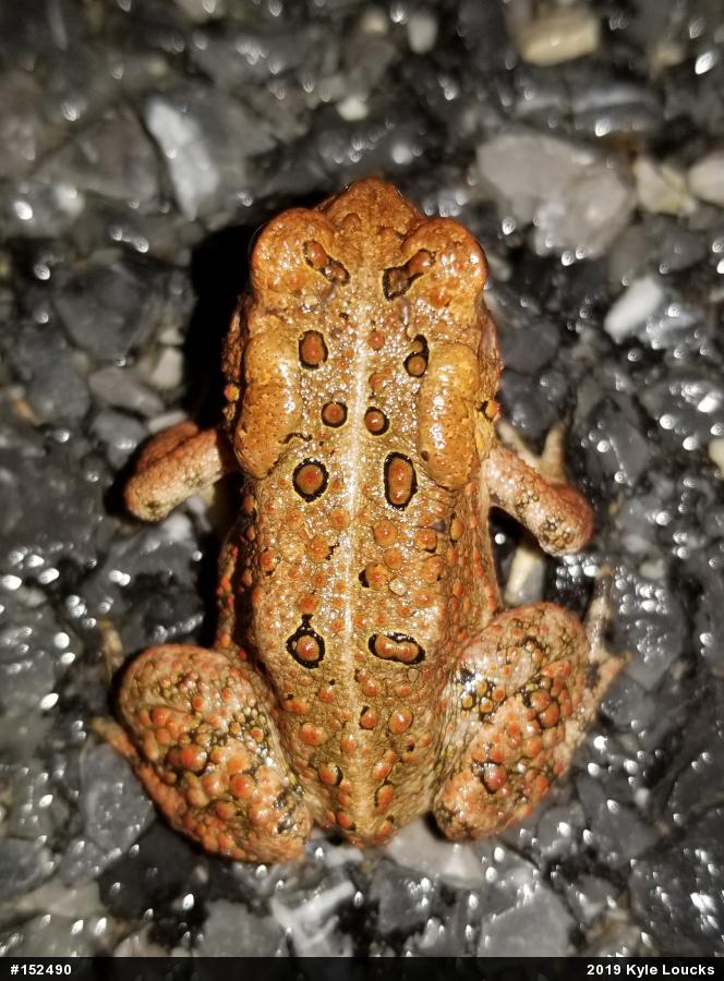 Eastern American Toad