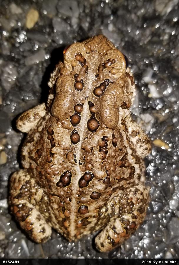 Eastern American Toad