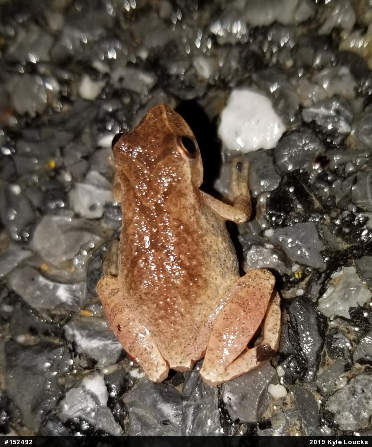 Spring Peeper