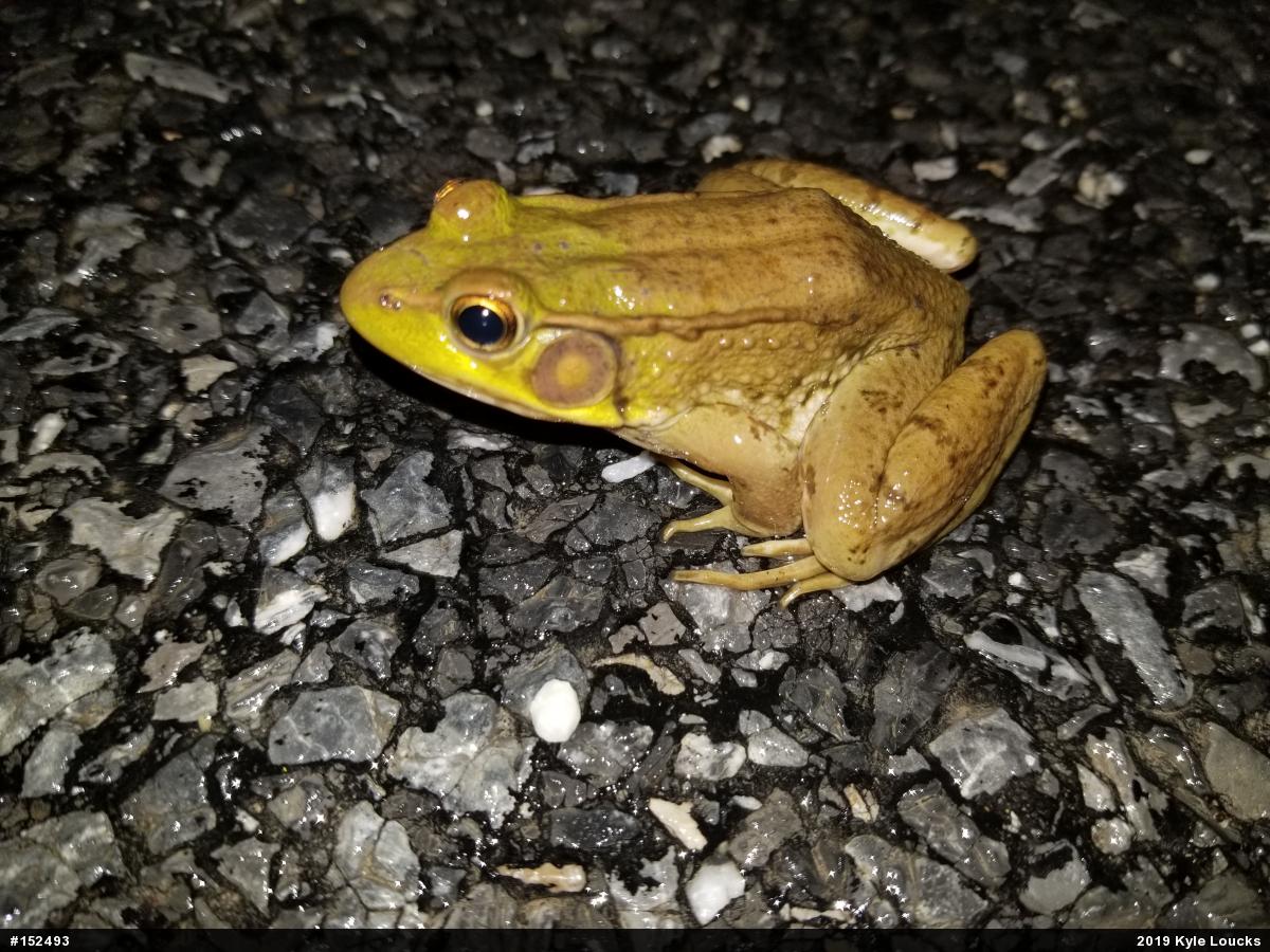 Green Frog