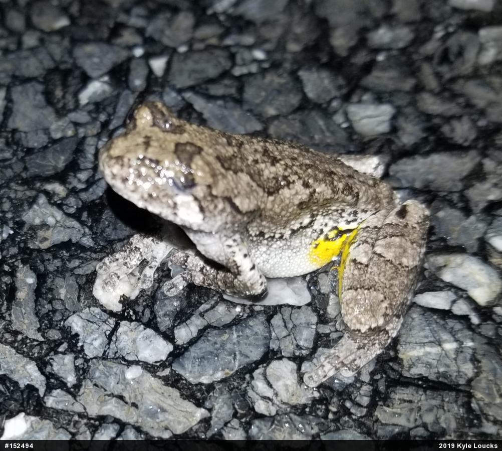 Unknown Gray Treefrog
