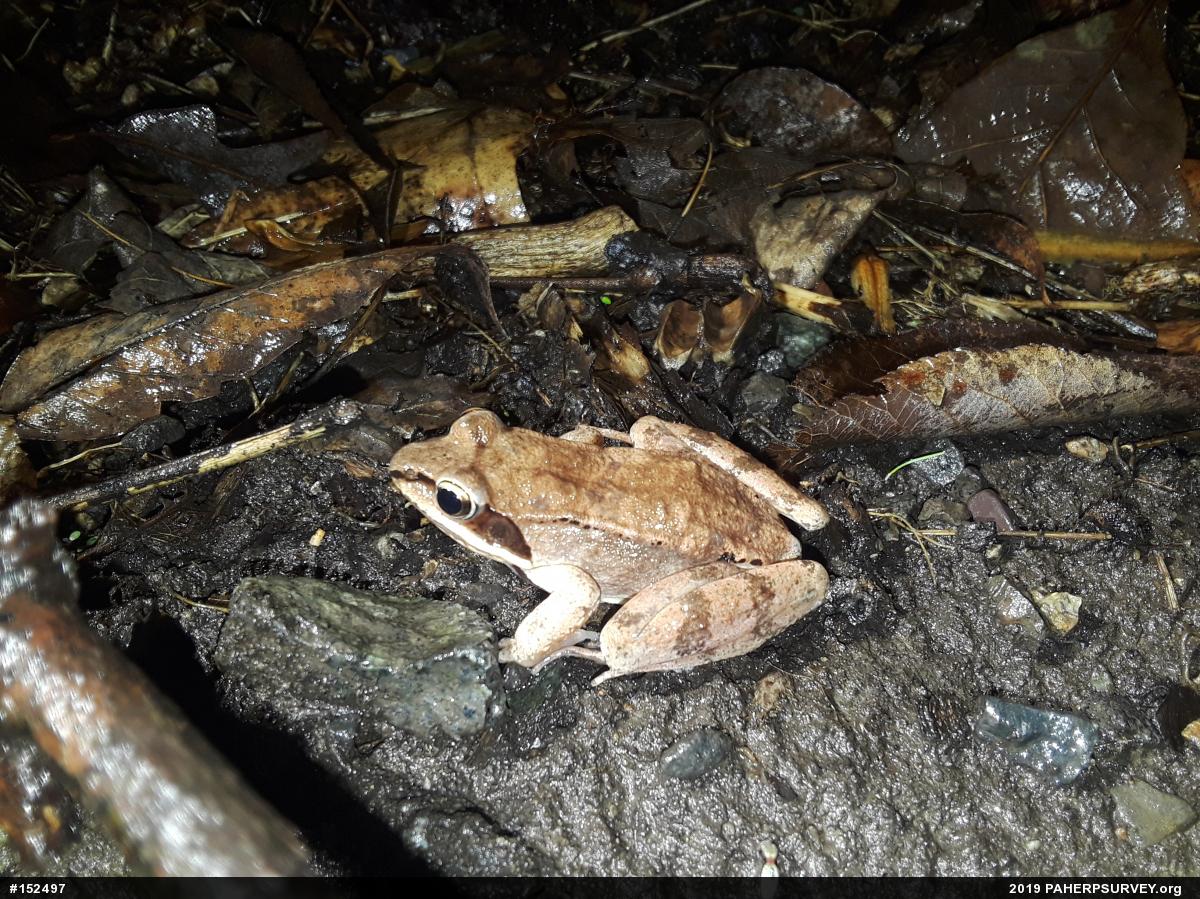 Wood Frog